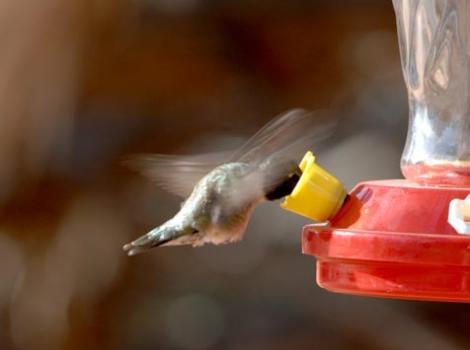 SI_hummingbird4-1.jpg