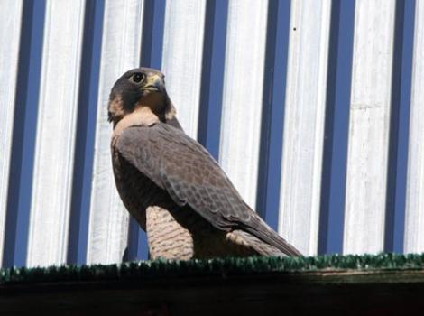 SI_peregrinerelease26998.jpg