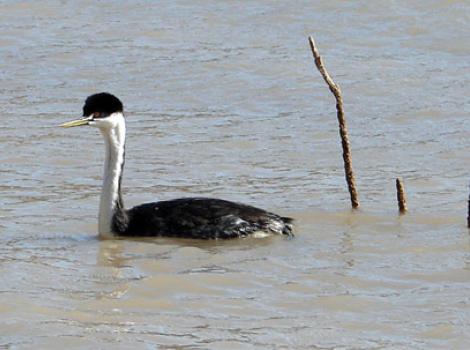 SIgrebe-release.jpg