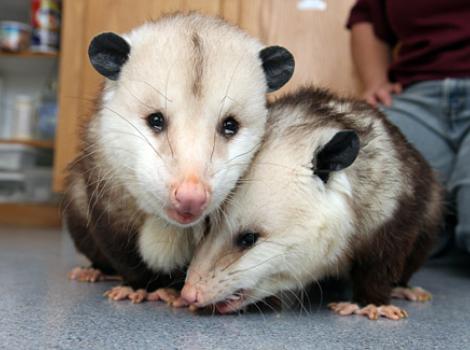 SIpossums30966.jpg
