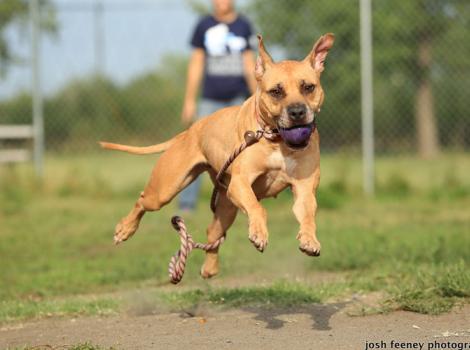 Safe-Humane-Chicago-play-groups-Wiggles-ball.jpg