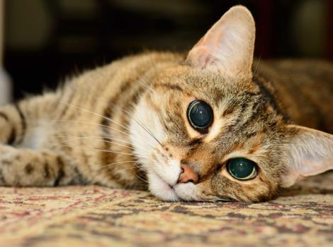 Senior-brown-tabby-cat-grant-adopted-Nellie.jpg