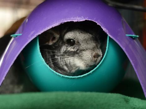 Socializing-shy-chinchilla-8254.jpg