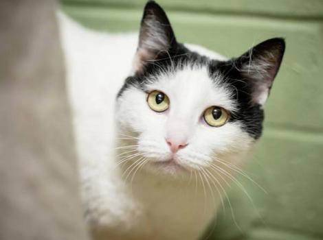 St-George-Animal-Shelter-NKUT-Buffy.jpg