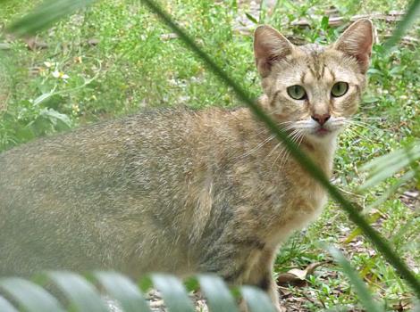 TNR-trap-neuter-return-Miss-Patton-Street.jpg