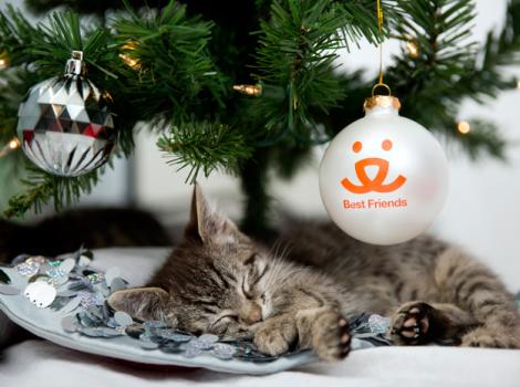 Tabby-kitten-sleeping-under-Christmas-tree-9768sak.jpg