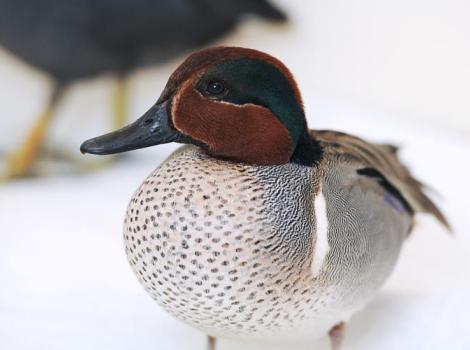 Teal-duck-rehabilitate-7609.jpg