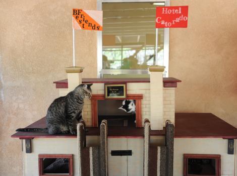 Teen-donate-cat-hotel-special-needs-felines-5694.jpg