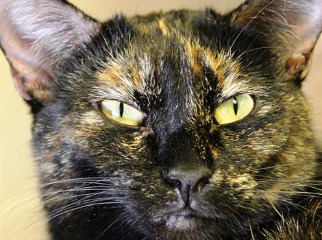 Tortoiseshell-cat-adoption-Polly1.jpg