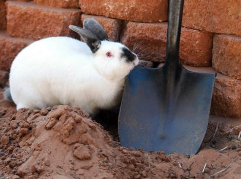 Trixie-rabbit-digging-5801.jpg