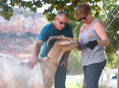 Volunteering-with-goats-5190MW.jpg