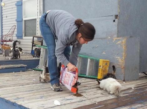 Wyoming-Fort-Collins-Colorado-Cat-Rescue.jpg