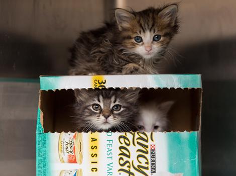kittens-in-box-fluffy-cute.jpg