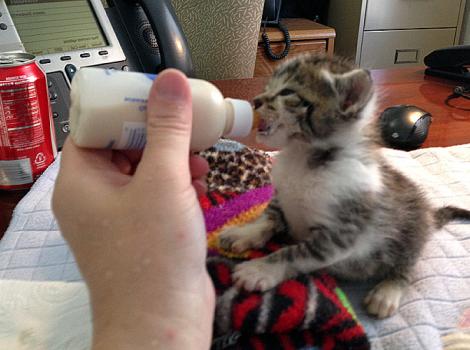orphaned-kitten-care-Bottle.jpg