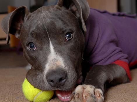 pitbull-puppy-with-yellow-ball.jpg