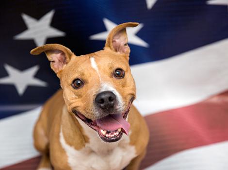 Americas-dog-pit-bull-terrier-4th-of-July-4887sak.jpg