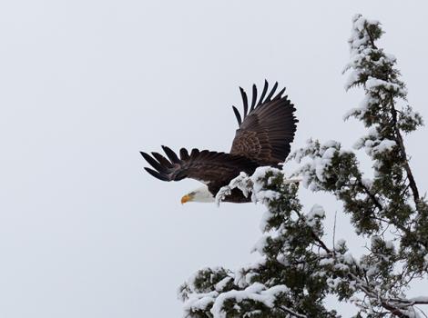 Bald-Eagle-0425KB.jpg