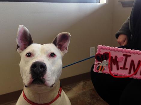 Batman-The-One-pit-bull-terrier-adoption.jpg