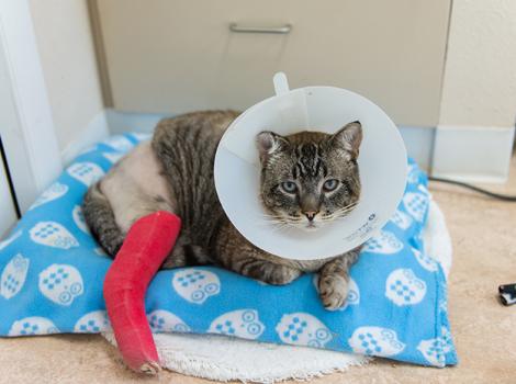 Cat-leg-injury-Siamese-Leopold-720KB.jpg