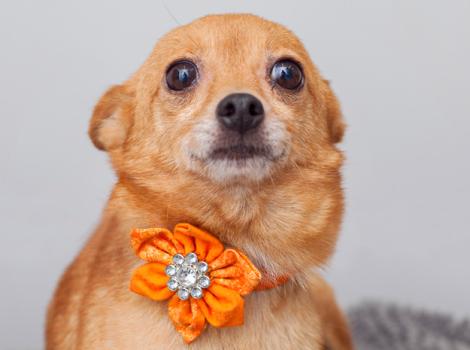 Chihuahua-service-dog-Foxi.jpg