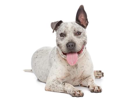 Deaf-pit-bull-terrier-Pogo3.jpg