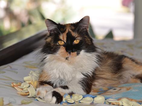 Feline-leukemia-adoption-Roxie.jpg
