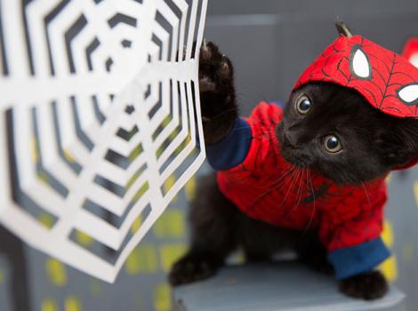 Halloween-kitten-Superhero-Spiderman-6276sak.jpg
