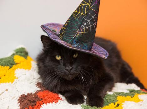 Halloween-pet-costume-photo-cat-3596sak.jpg