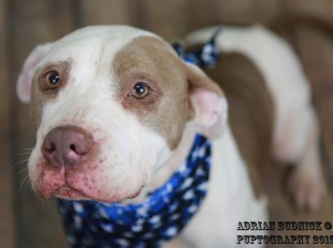 Heartworm-positive-pit-bull-terrier-Betty-A124472.jpg