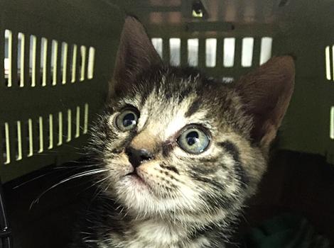 Kitten-foster-428.jpg