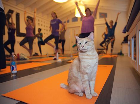 NKLA-Yoga-Cats-6195LF.jpg