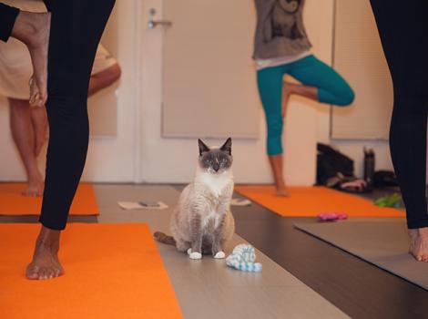 NKLA-Yoga-Cats-6200LF.jpg