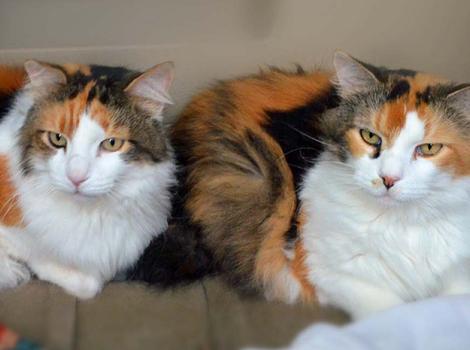 No-kill-anniversary-Page-Arizona-calico-cats.jpg