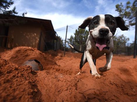 Pit-bull-terrier-awareness-Bowser-Dig-2983MW.jpg