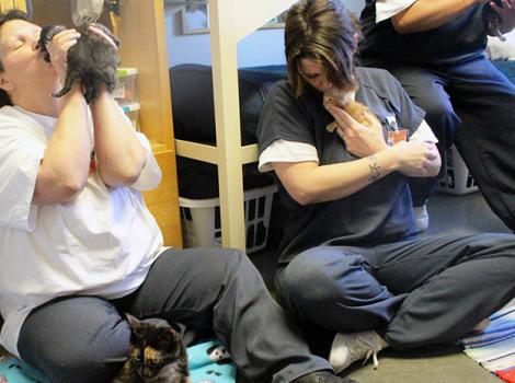 Prison-program-foster-cats-WISKR2.jpg