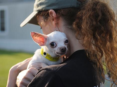 Puppy-mill-Elizabeth-Chihuahua.jpg