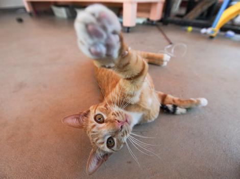 SI-Paw-cat-Barney-Playing-4233.jpg