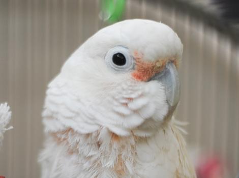 Senior-cockatoo-parrot-Nicky-0931MW.jpg