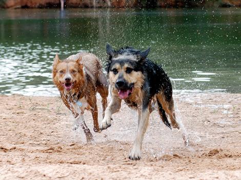 Summer-Dogs-Running-Beach-25.jpg