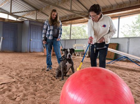 Volunteer-dog-Sherman-Treibball-9559KB.jpg