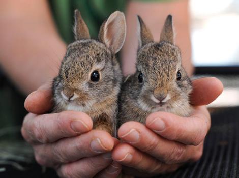 Baby-Cottontails-0387MW.jpg