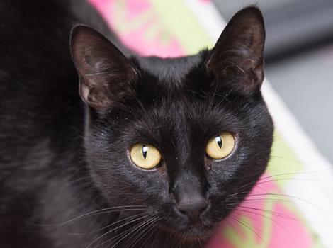 Black-cat-adoption-Holly-8390sak.jpg