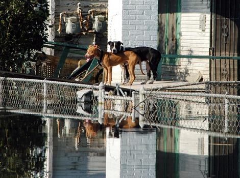 Car-Top-Dogs-Hurricane-Katrina-9091.jpg