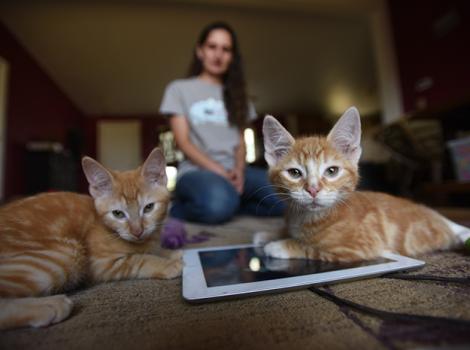 Cerebellar-hypoplasia-kittens-Cheddar-Popcorn-ipad-6891MW.jpg