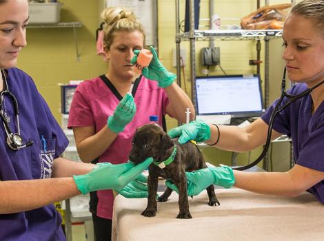 Charlottesville-Albemarle-SPCA-puppy-vet-care.jpg