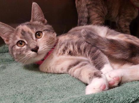 Cobb-County-community-cat-program-dilute-calico.jpg