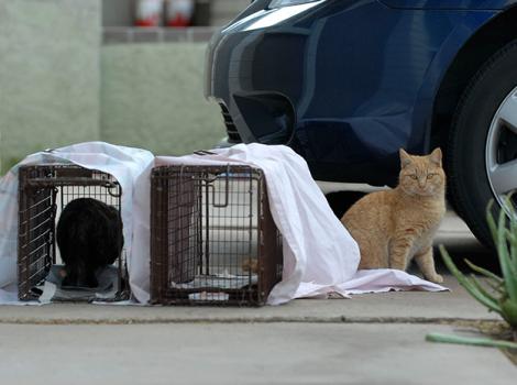 Community-cats-project-Trapping-2065.jpg