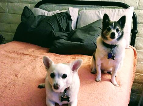 Dog-adoption-Utah-Tom-Rita-bed-2.jpg