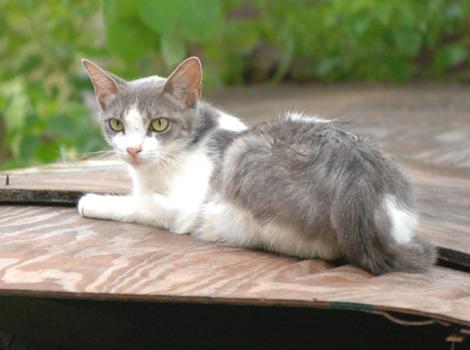 Feral-cat-1751.jpg