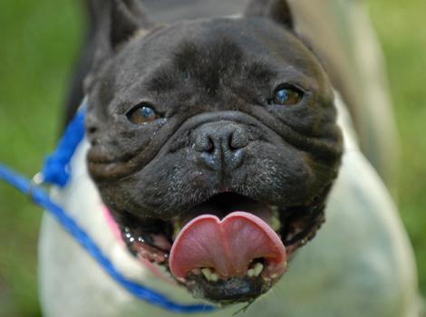 French-Bulldog-1157.jpg